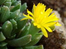 Chasmatophyllum musculinum leaf spots